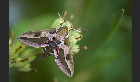 Wolfsmilchschwärmer (Hyles euphorbiae)