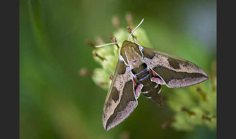 Wolfsmilchschwärmer (Hyles euphorbiae)