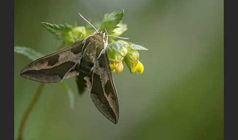 Wolfsmilchschwärmer (Hyles euphorbiae)