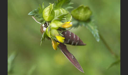 Wolfsmilchschwärmer (Hyles euphorbiae)