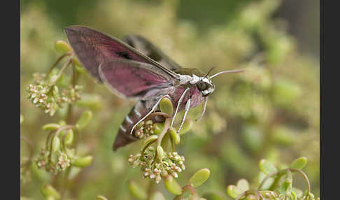 Wolfsmilchschwärmer (Hyles euphorbiae)