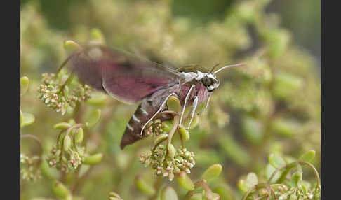 Wolfsmilchschwärmer (Hyles euphorbiae)