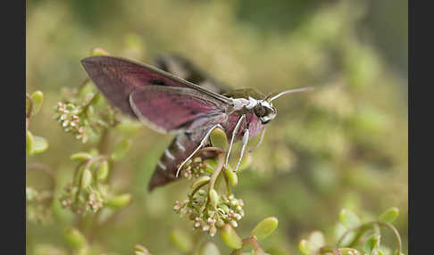 Wolfsmilchschwärmer (Hyles euphorbiae)