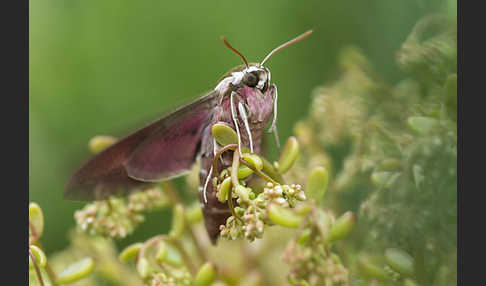 Wolfsmilchschwärmer (Hyles euphorbiae)