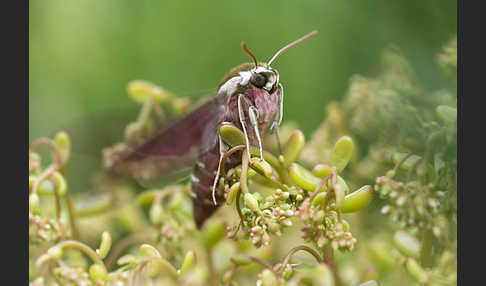 Wolfsmilchschwärmer (Hyles euphorbiae)