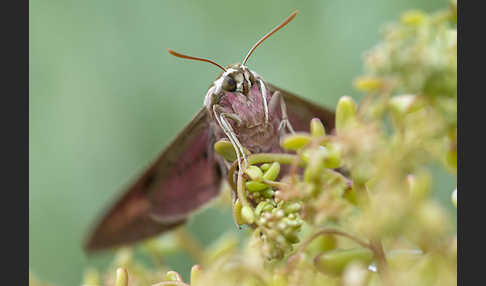 Wolfsmilchschwärmer (Hyles euphorbiae)