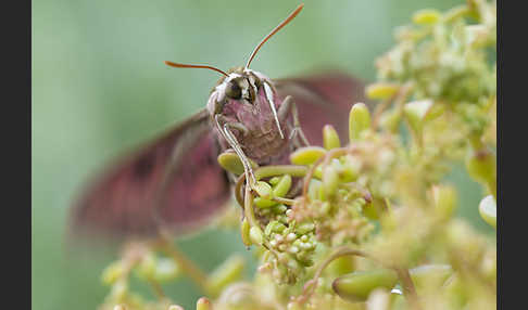 Wolfsmilchschwärmer (Hyles euphorbiae)