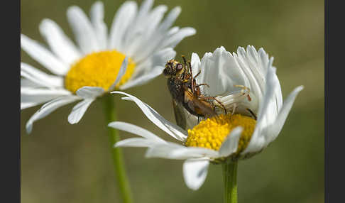 Veränderliche Krabbenspinne (Misumena vatia)