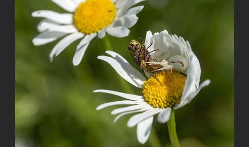 Veränderliche Krabbenspinne (Misumena vatia)