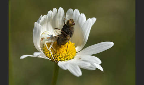 Veränderliche Krabbenspinne (Misumena vatia)