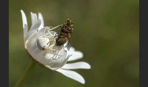 Veränderliche Krabbenspinne (Misumena vatia)