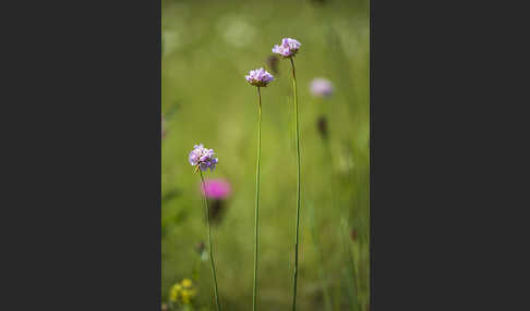 Sand-Grasnelke (Armeria maritima subsp. elongata)