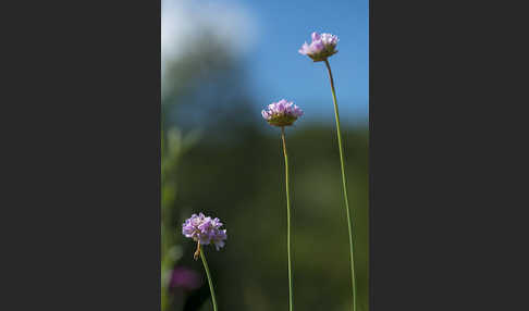 Sand-Grasnelke (Armeria maritima subsp. elongata)