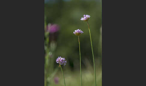 Sand-Grasnelke (Armeria maritima subsp. elongata)