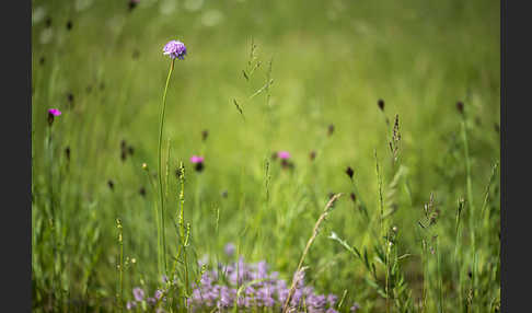 Sand-Grasnelke (Armeria maritima subsp. elongata)