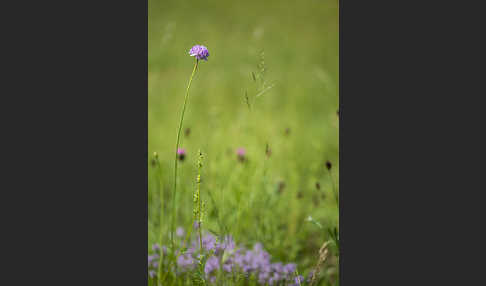 Sand-Grasnelke (Armeria maritima subsp. elongata)