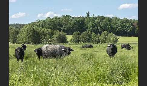 Wasserbüffel (Bubalus arnee)