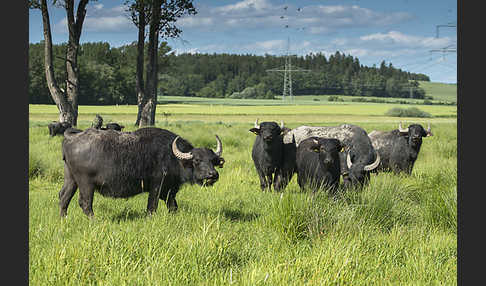 Wasserbüffel (Bubalus arnee)