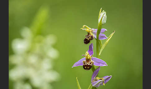 Bienen-Ragwurz (Ophrys apifera)