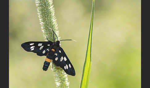 Weißfleckwidderchen (Syntomis phegea)