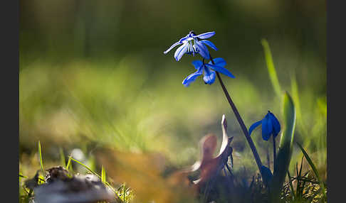 Blaustern (Scilla spec.)