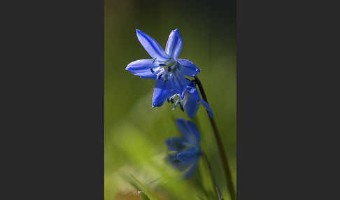 Blaustern (Scilla spec.)