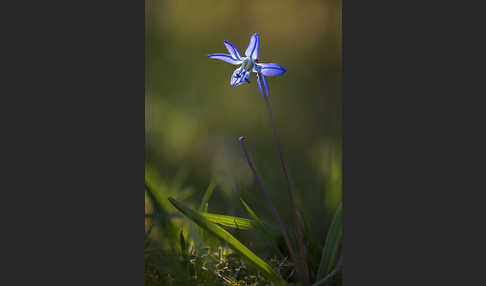 Blaustern (Scilla spec.)