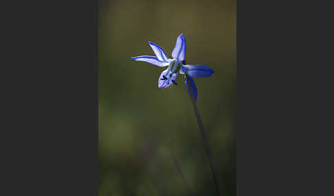 Blaustern (Scilla spec.)