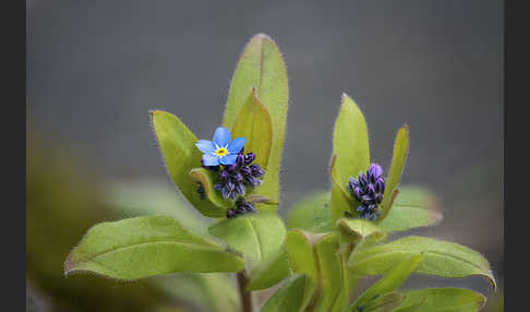 Acker-Vergissmeinnicht (Myosotis arvensis)