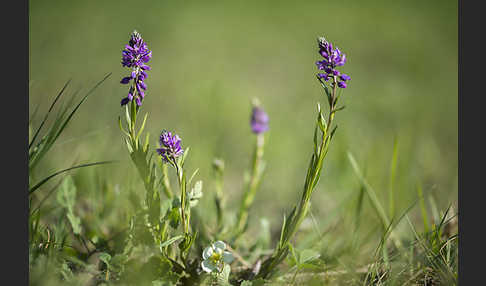 Schopfiges Kreuzblümchen (Polygala comosa)