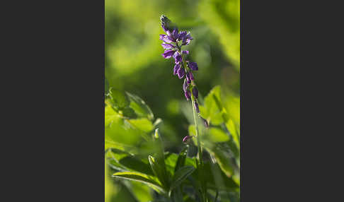 Schopfiges Kreuzblümchen (Polygala comosa)