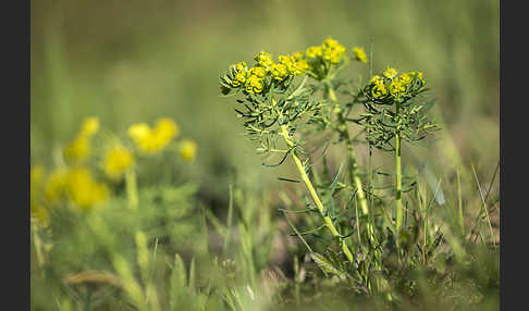 Zypressen-Wolfsmilch (Euphorbia cyparissias)