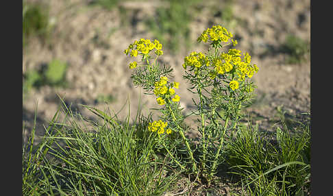 Zypressen-Wolfsmilch (Euphorbia cyparissias)