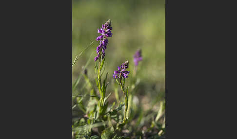 Schopfiges Kreuzblümchen (Polygala comosa)