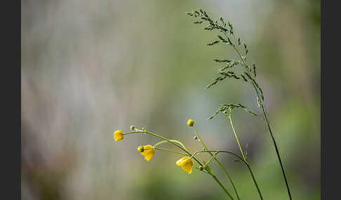 Scharfer Hahnenfuß (Ranunculus acris)