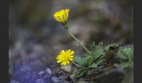 Kleines Habichtskraut (Pilosella officinarum)