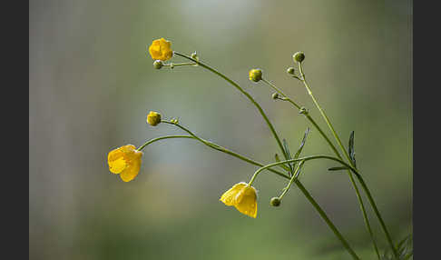 Scharfer Hahnenfuß (Ranunculus acris)