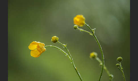 Scharfer Hahnenfuß (Ranunculus acris)