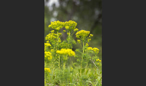 Zypressen-Wolfsmilch (Euphorbia cyparissias)