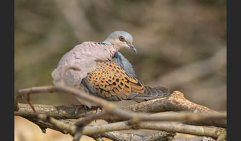 Turteltaube (Streptopelia turtur)