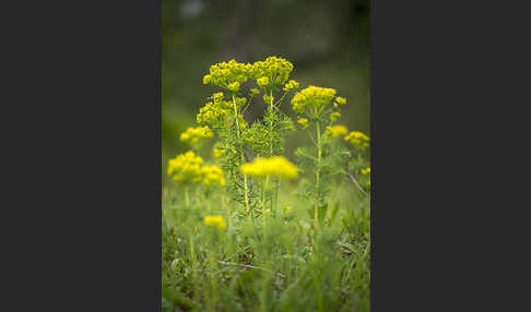 Zypressen-Wolfsmilch (Euphorbia cyparissias)