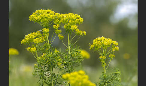 Zypressen-Wolfsmilch (Euphorbia cyparissias)