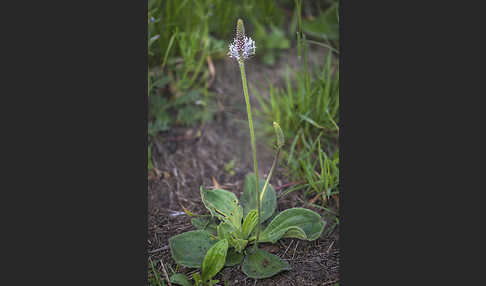 Mittlerer Wegerich (Plantago media)