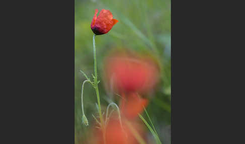Sand-Mohn (Papaver argemone)