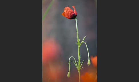 Sand-Mohn (Papaver argemone)