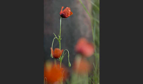 Sand-Mohn (Papaver argemone)