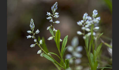 Gewöhnliches Kreuzblümchen (Polygala vulgaris)