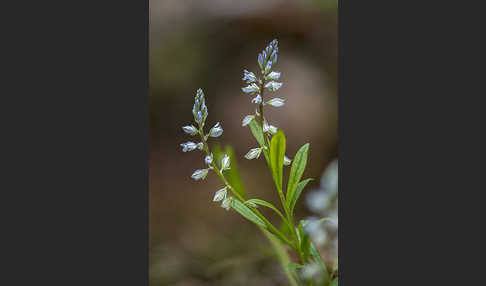 Gewöhnliches Kreuzblümchen (Polygala vulgaris)