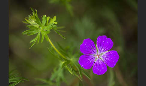 Blut-Storchschnabel (Geranium sanguineum)