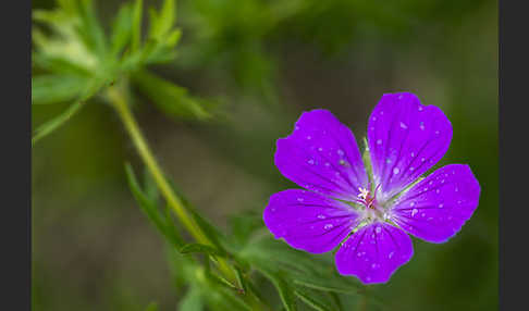 Blut-Storchschnabel (Geranium sanguineum)